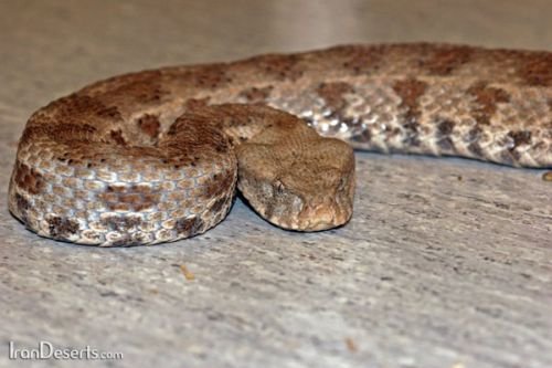 Vipera-lebetina-obtusa2b